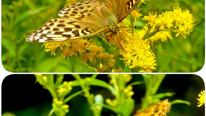 オオアワダチソウの花で吸蜜するミドリヒョウモンの雌