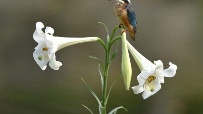 百合の花の上の翡翠(1)