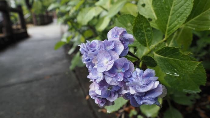 雨滴の花