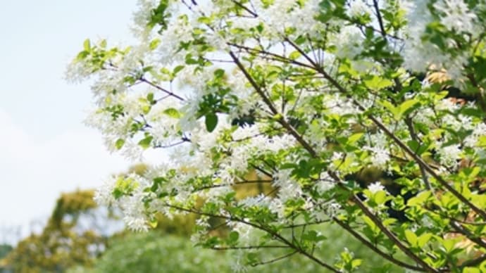白の花木