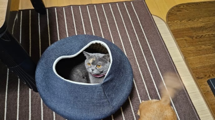 やっと使ってくれた♥️