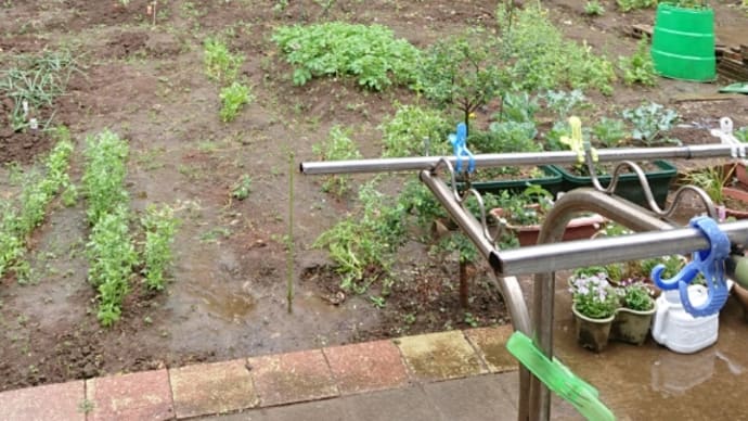 恵みの雨!