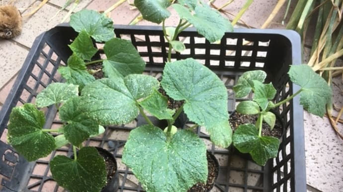 キュウリを植え付けました!