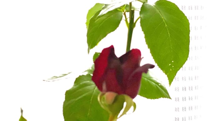 真っ赤な薔薇が!