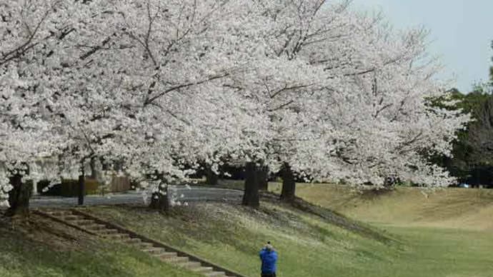 川越運動公園の桜