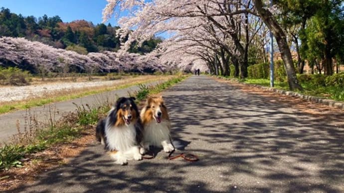 桜便りとイネちゃんその後