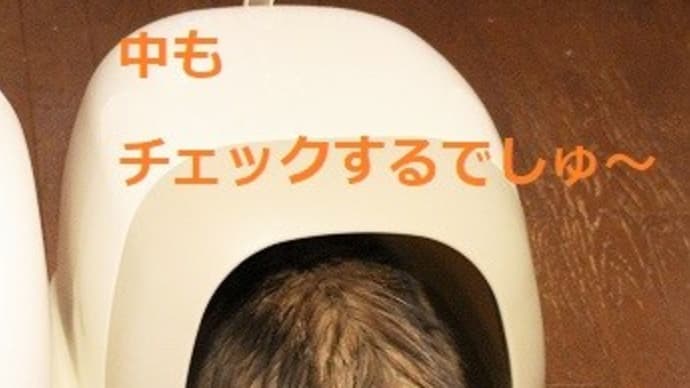 肝心なのが入ってくれないわ~