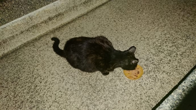 サビちゃん、こんばんは