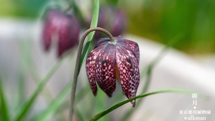 花の彩り、さまざまに。