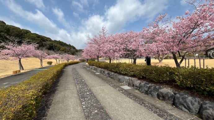 この春二度目の”あらさわ公園” 河津桜がよりキレイ