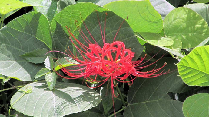 秋の花
