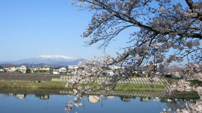 満開の桜から蔵王連峰を望む