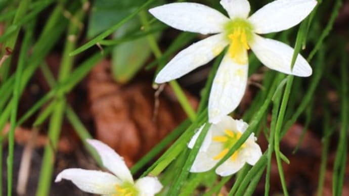 鈴虫や深夜の風呂に鳴いて見せ♪　花は白い玉すだれ
