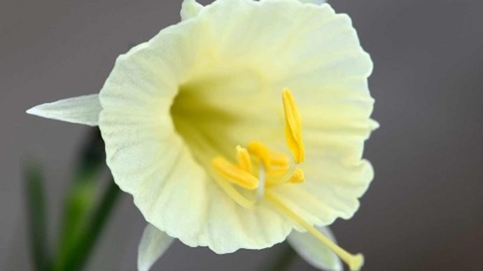 鉢植えの「バルボコジューム」