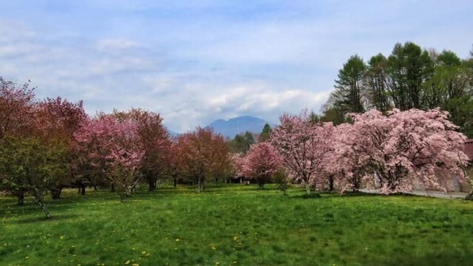 2024 軽井沢桜 パパイアメロン 留守番猫