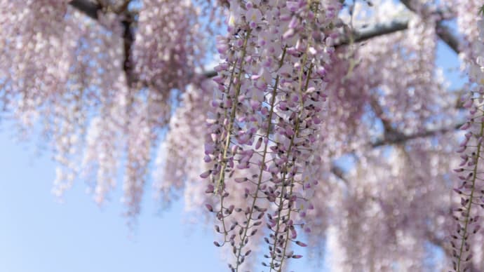 藤の花