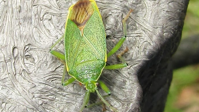 ヘラクヌギカメムシ♀20200629