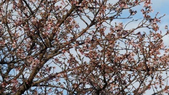 「県立相模原公園」では「寒桜」が見頃となる！！