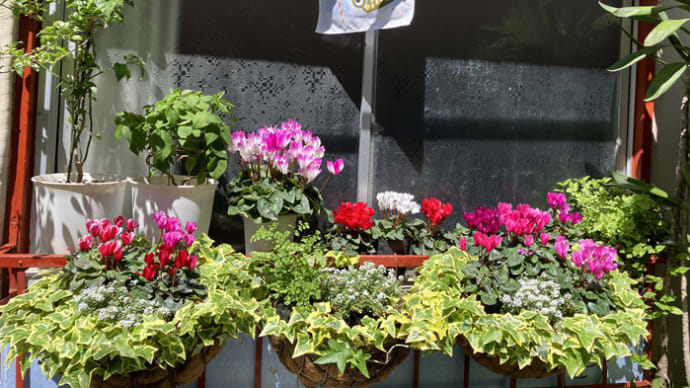 5月の始まり 花一杯❀