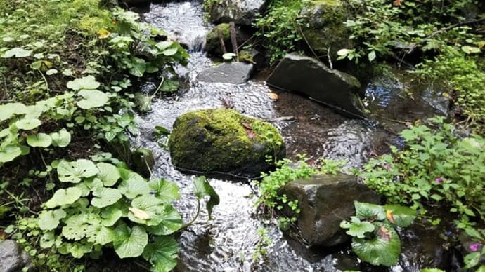 浅間高原北軽井沢でオゾンの中で暮らす2