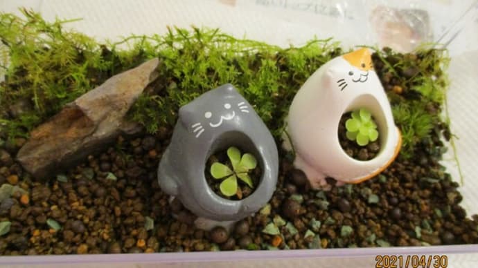 2021☆新緑の季節の苔メンテナンス その1