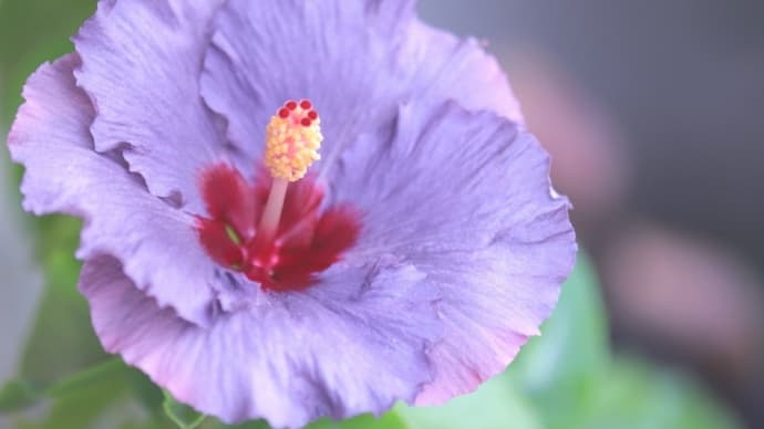 冬越し中のハイビスカス 。。寒くて お花も子供も赤くなる?