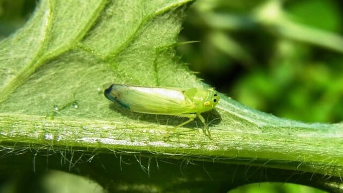 クワキヨコバイの仲間など:5/3の虫散歩の一気放出