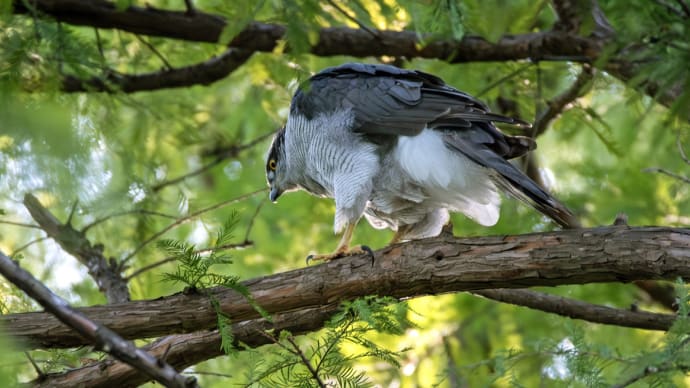 水元公園 オオタカなど