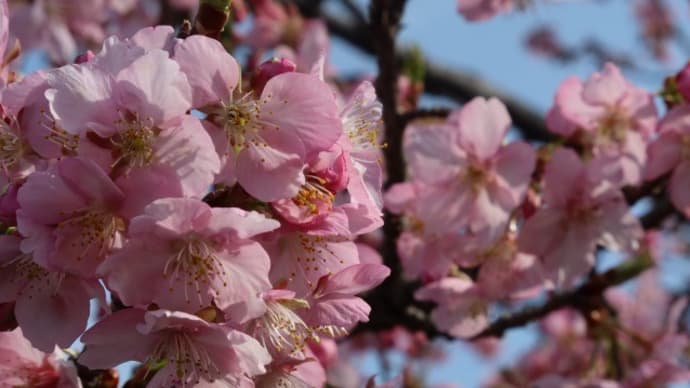 河津桜は八分咲き