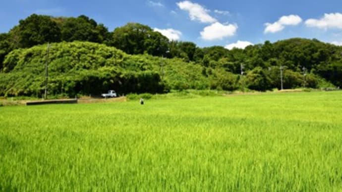 2023年7月29日　続、猛暑が続く森