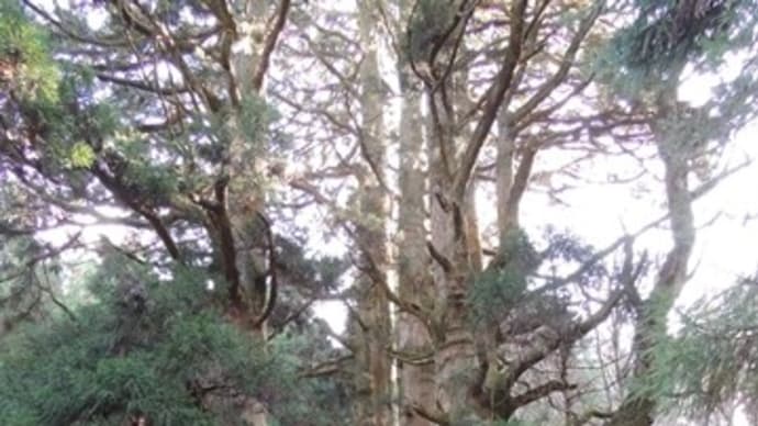「保月の地蔵杉」～滋賀県犬上郡多賀町保月～
