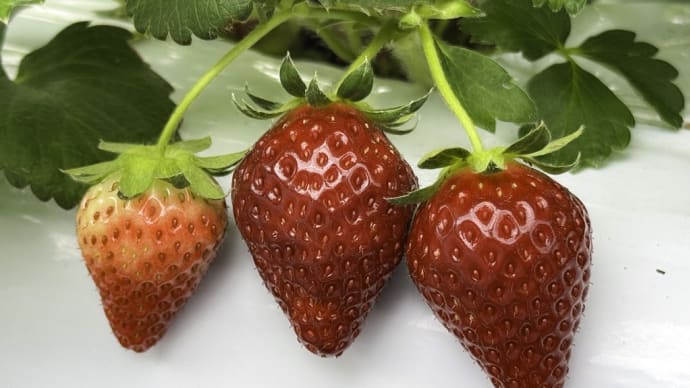 🍓7月14日まで開園中🍓＊春いちご狩り、まだまだ楽しめます🌿✨ 