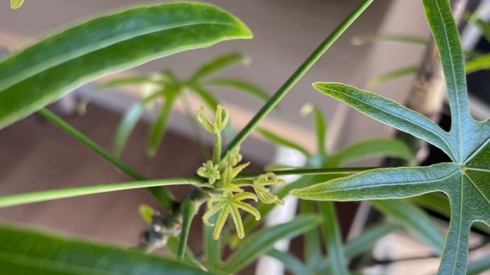 ブラキキトン 新芽2日目