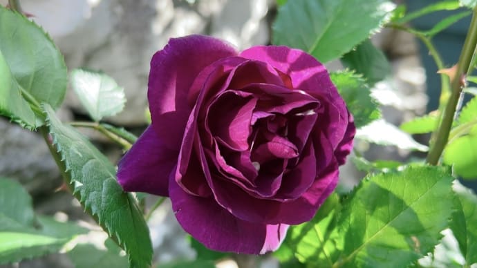 カミキリ被害のミステリューズ復活&ガザニア挿し芽の寄せ植え