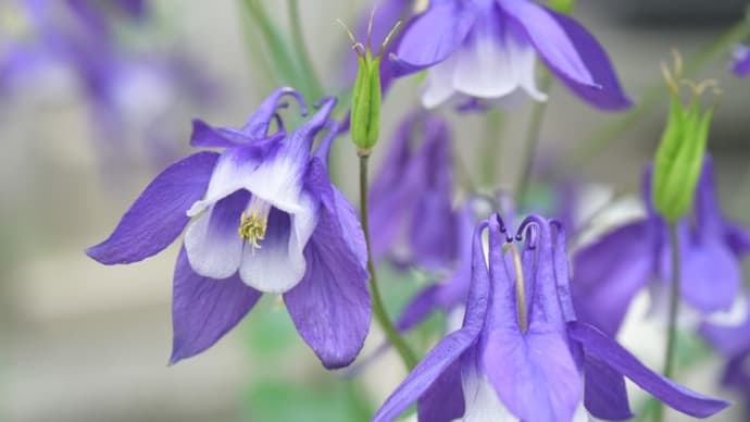 ご近所さんの花や自宅の新芽
