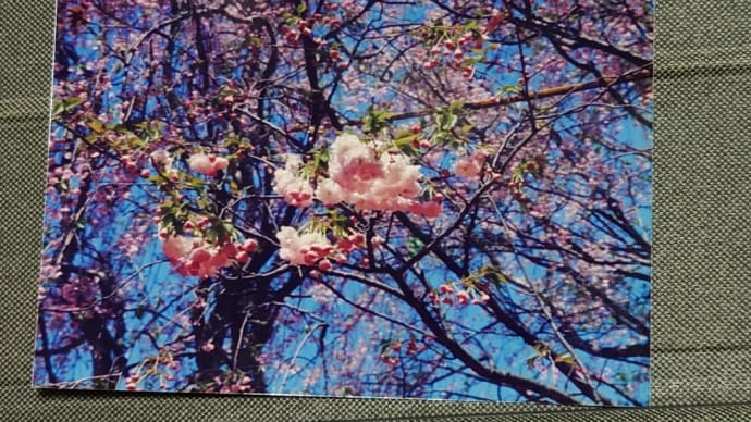 寒い 公園の桜 03/28 懐かしい写真