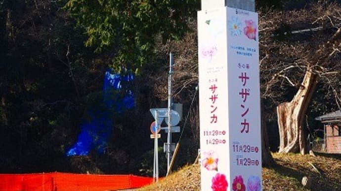 にしさんの花日記 サザンカ 国立歴史民俗博物館付属 くらしの植物苑