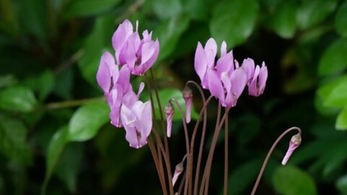 本日の庭の花
