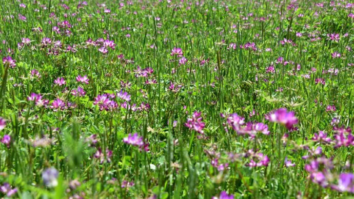 風にそよぐれんげの花　花のワルツ