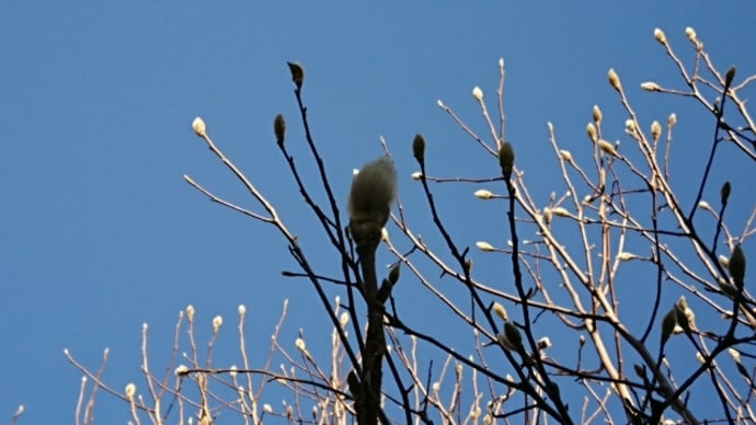 フラレッスン♪冬ho'oilo(ホッオイロ)春を待つ青空