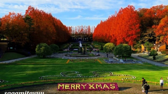 「相模原公園」今年最後の「メタセコイア」撮り納め~落葉始まる~!!