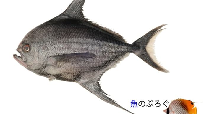 ヒレジロマンザイウオ