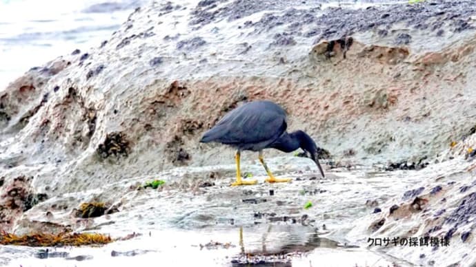 01/22探鳥記録写真:狩尾岬の鳥たち(クロサギの採餌模様、イソシギ、イソヒヨドリ、)
