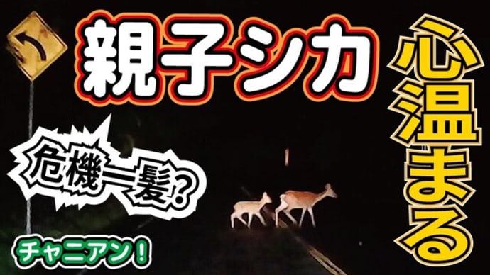 ネイチャーラディで心温まる映像が!