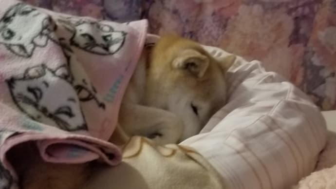久しぶりのニャン太郎