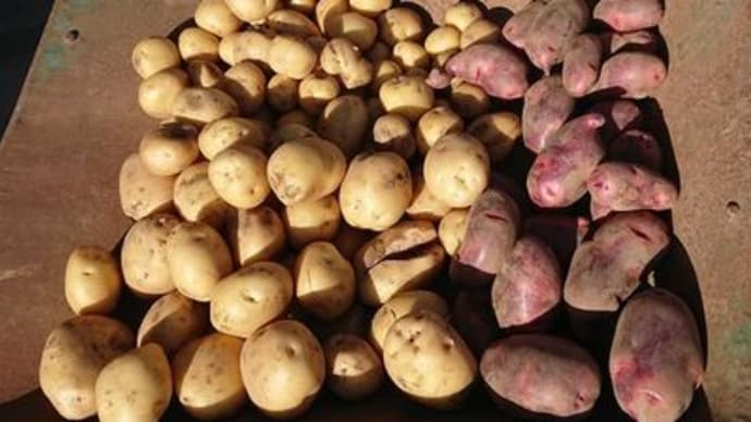 馬鈴薯の収穫と先日の蜂の巣
