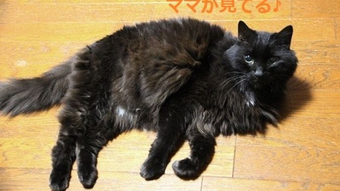 ニャンコ的には満足?