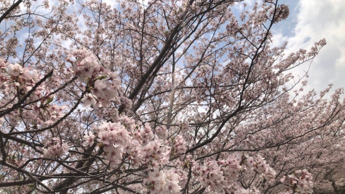 今日の桜 4月7日
