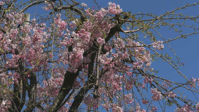 盛りの過ぎた桜など/東京2-1