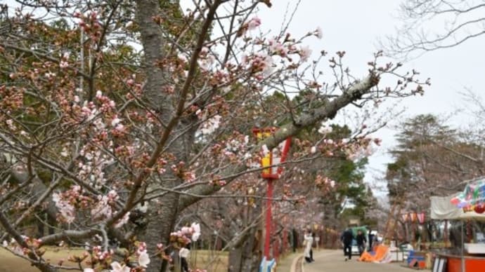 日岡山公園 桜 '22